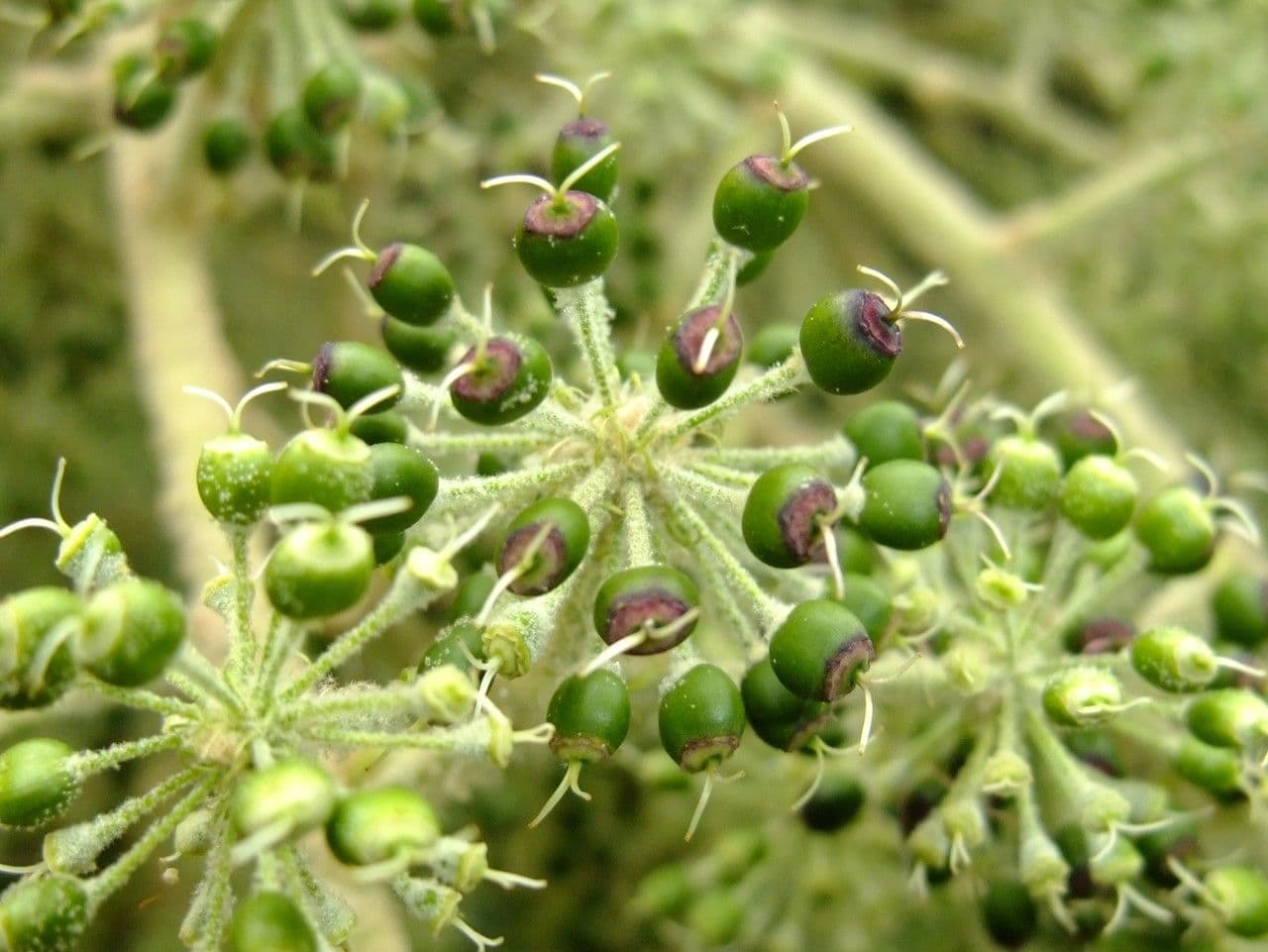 Tetrapanax papyrový 5
