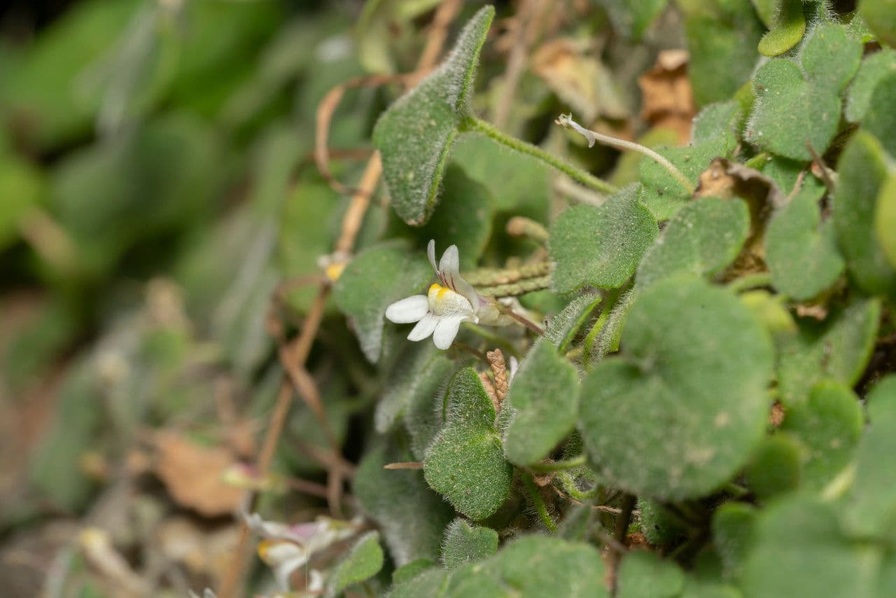 Cymbalaria 2