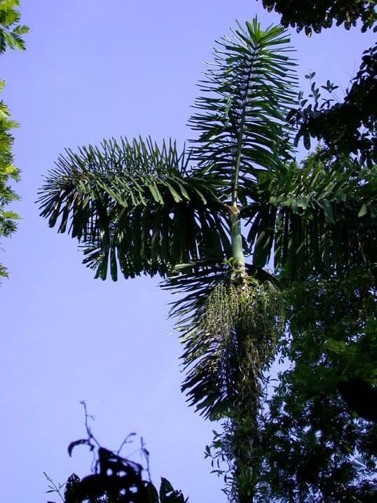 Palma panciuta 7