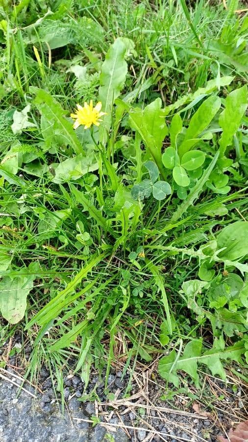 Radicchiella autunnale 16