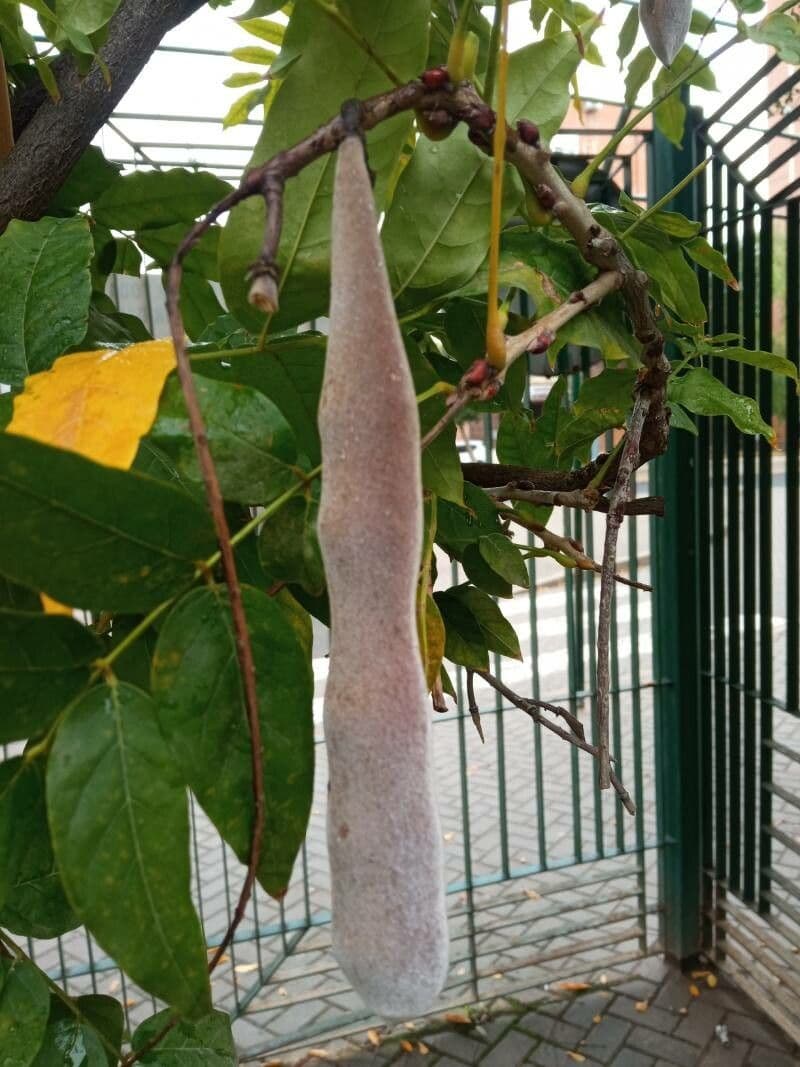Glicine giapponese 3