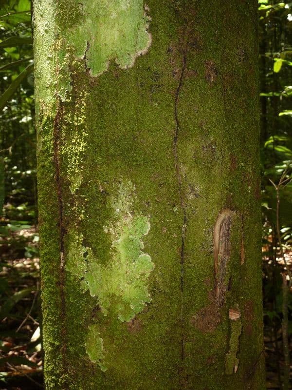 Eschweilera 5