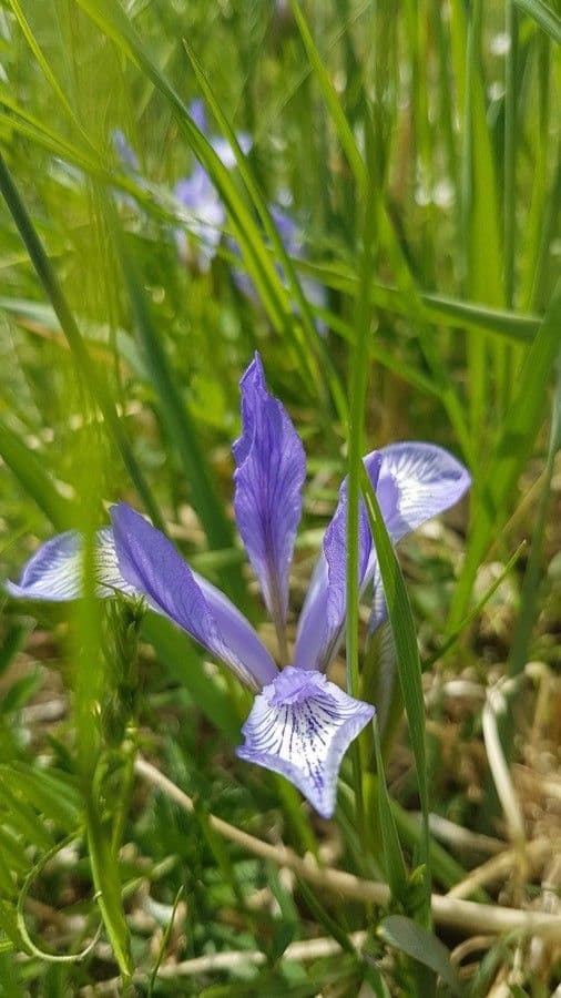 Großgetigerte Iris 2