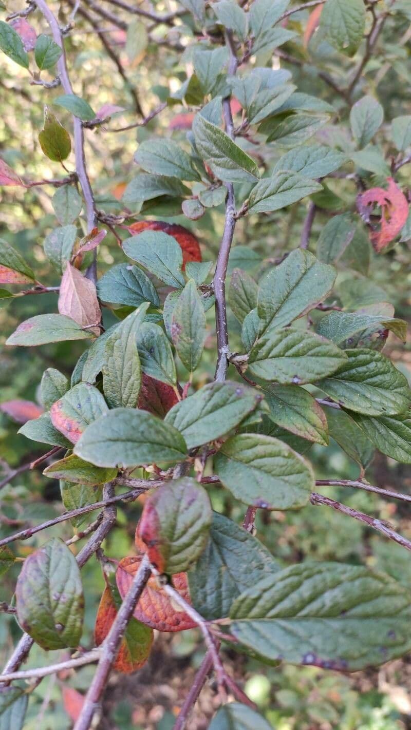 Cotoneaster 10