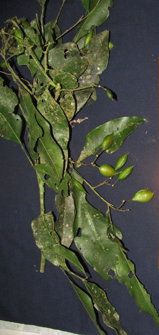 Swartzia 19