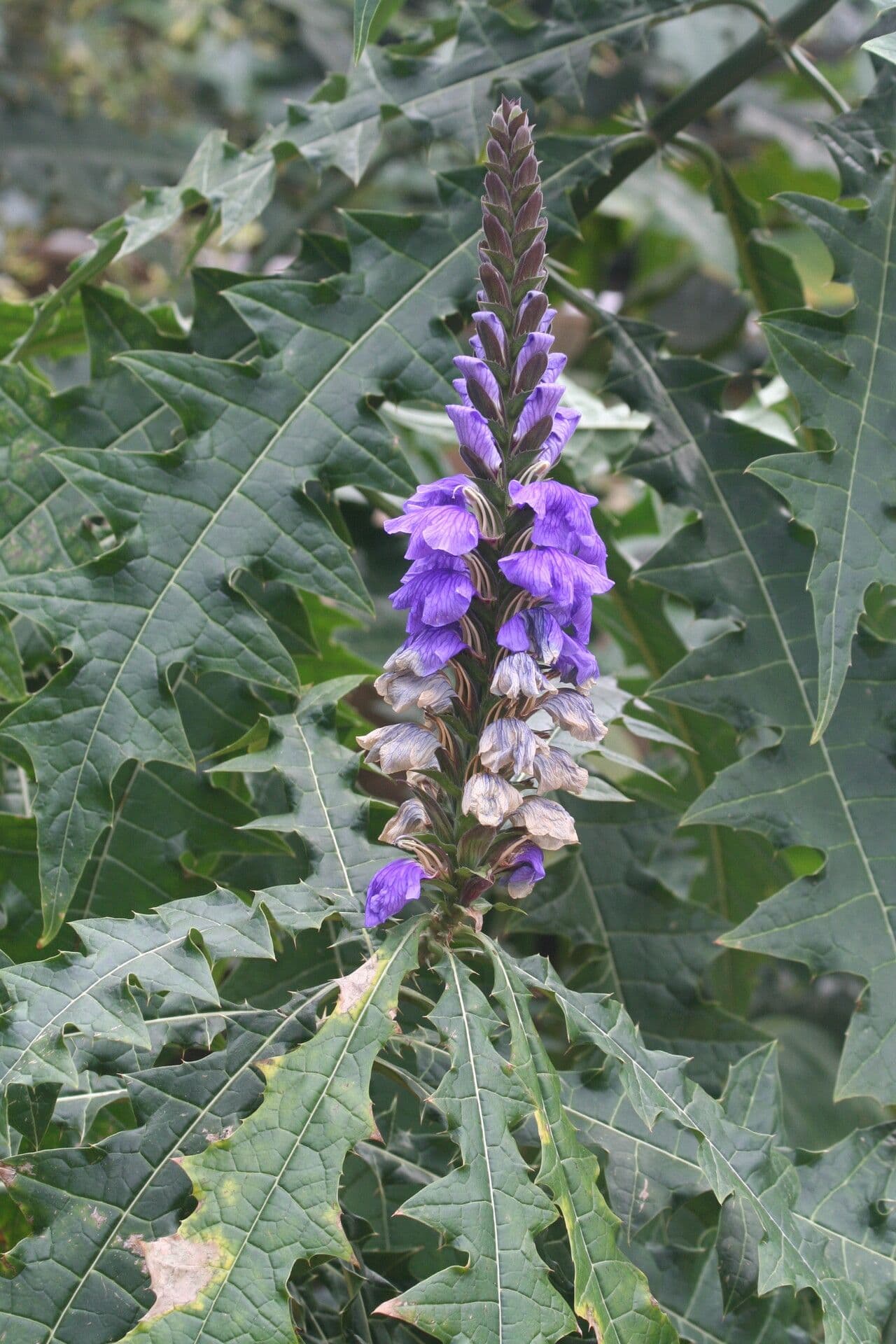 Acanto