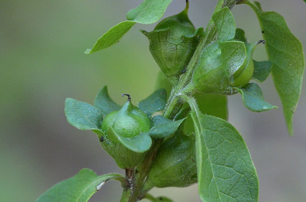 Dasistoma 3