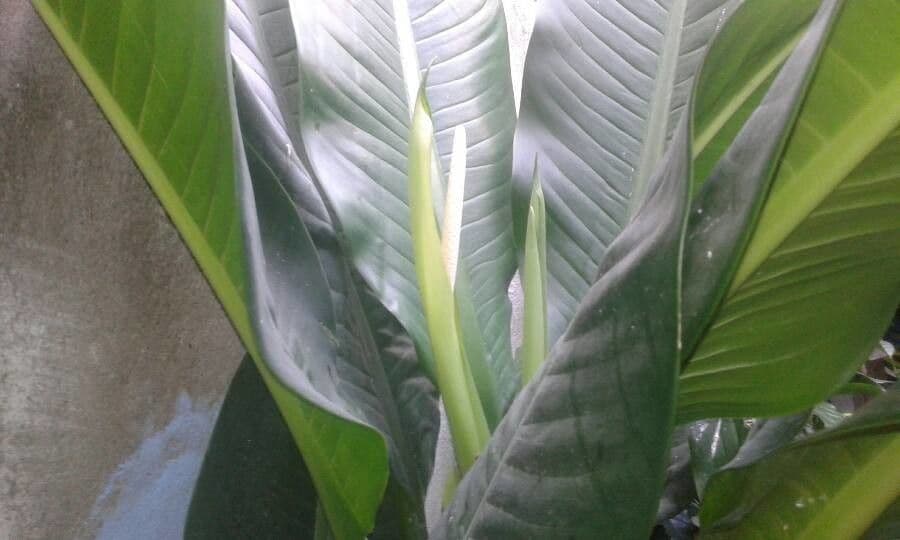Dieffenbachia 5