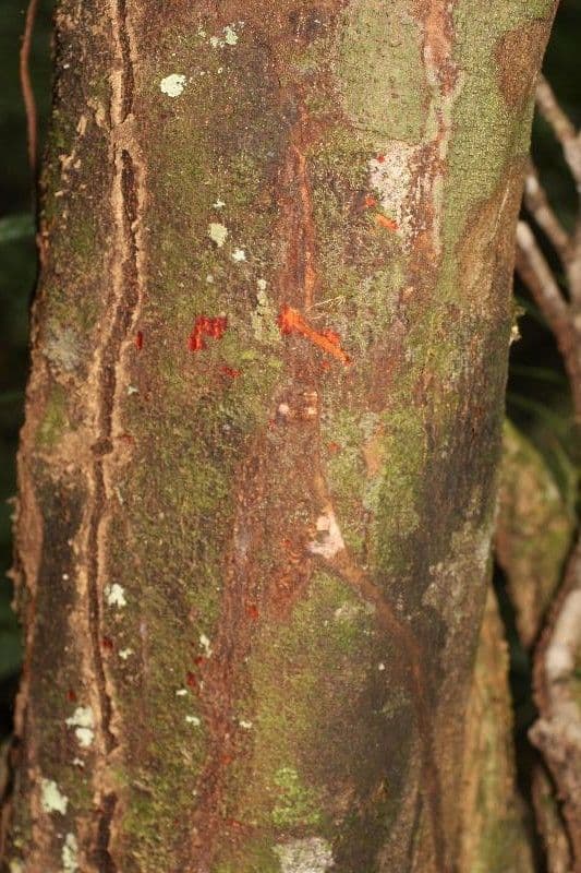 Cupania scrobiculata 16