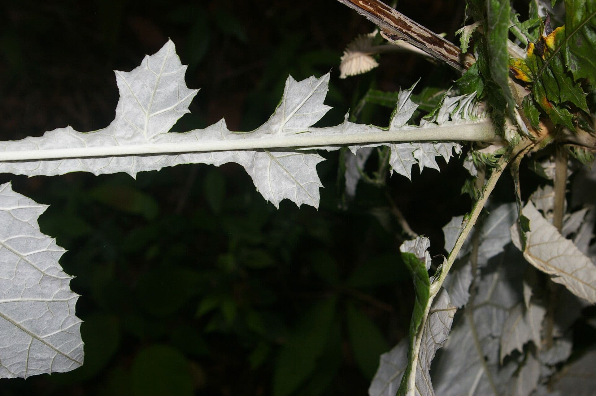 Onoseris 3
