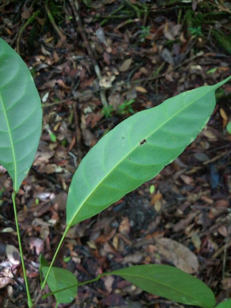 Pimelodendron 3