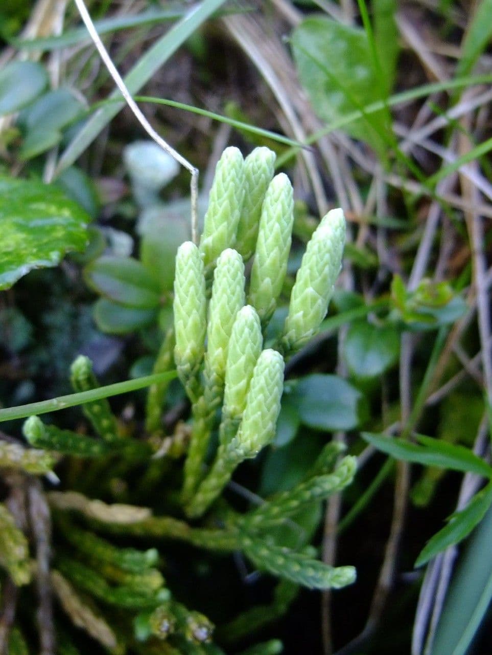 Lycopodium alpinum 6