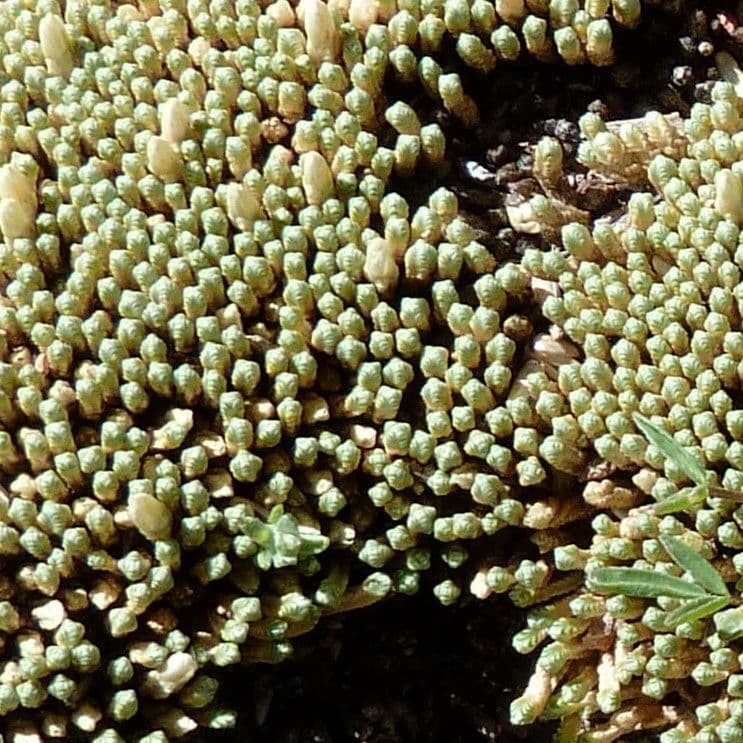 Pycnophyllum 8