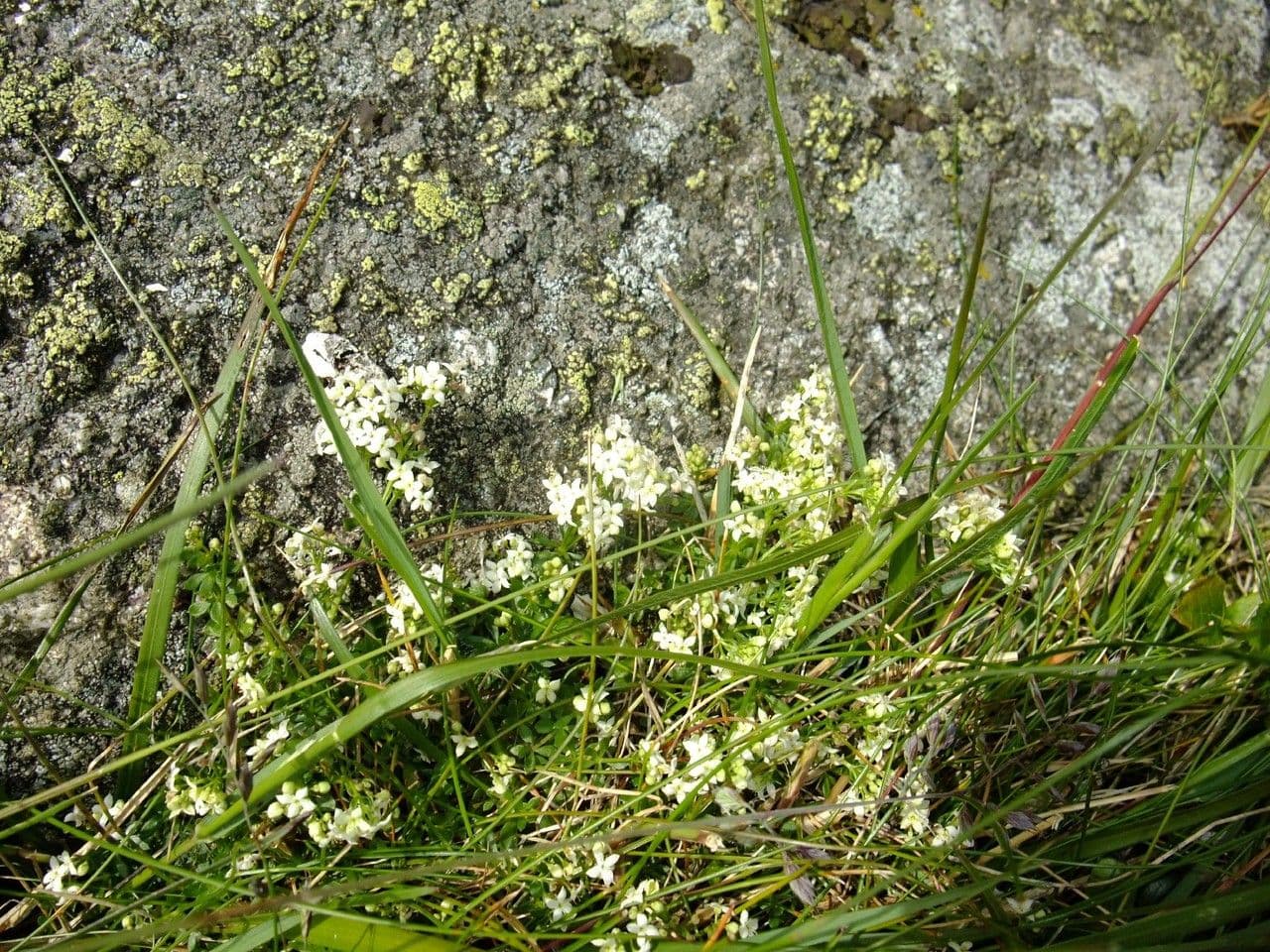 Großsamiges Galium 6