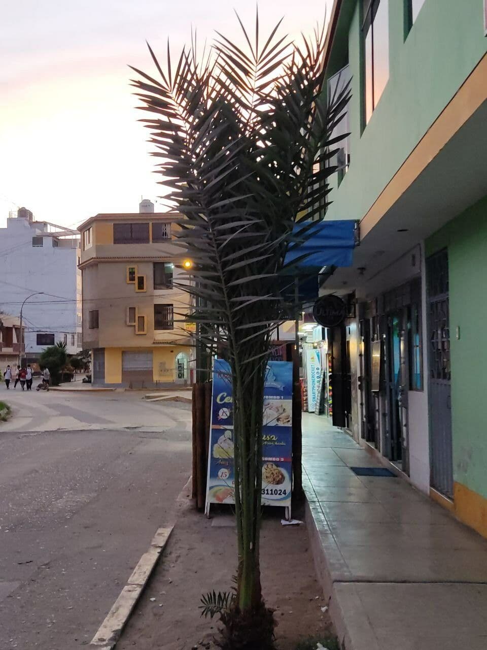 Arenga 10