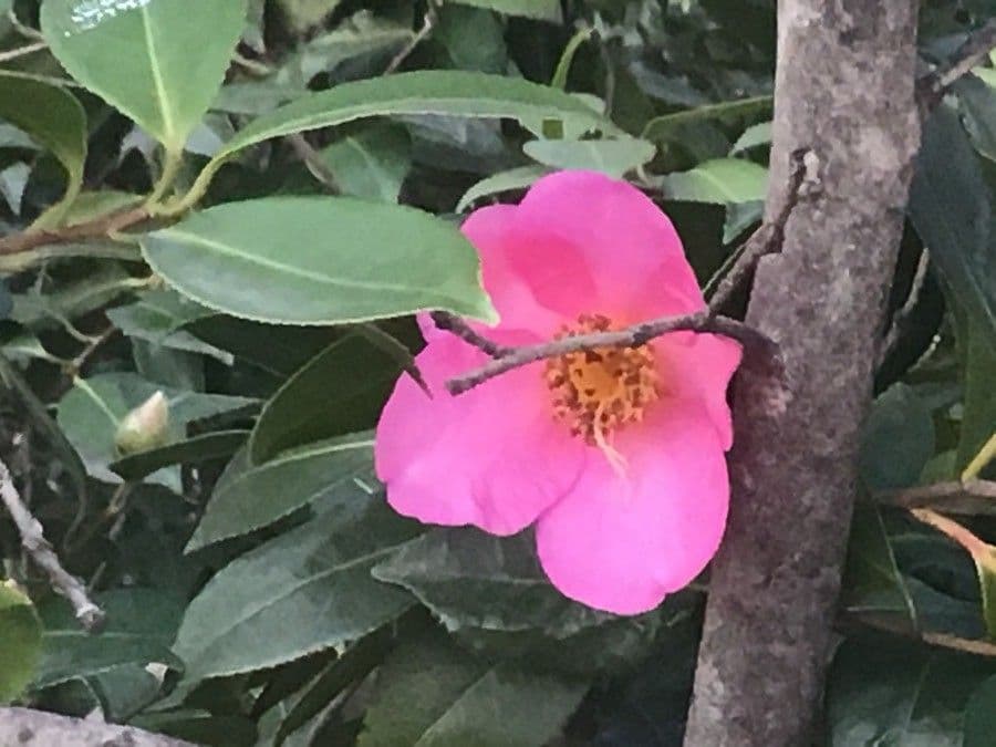 Camelia