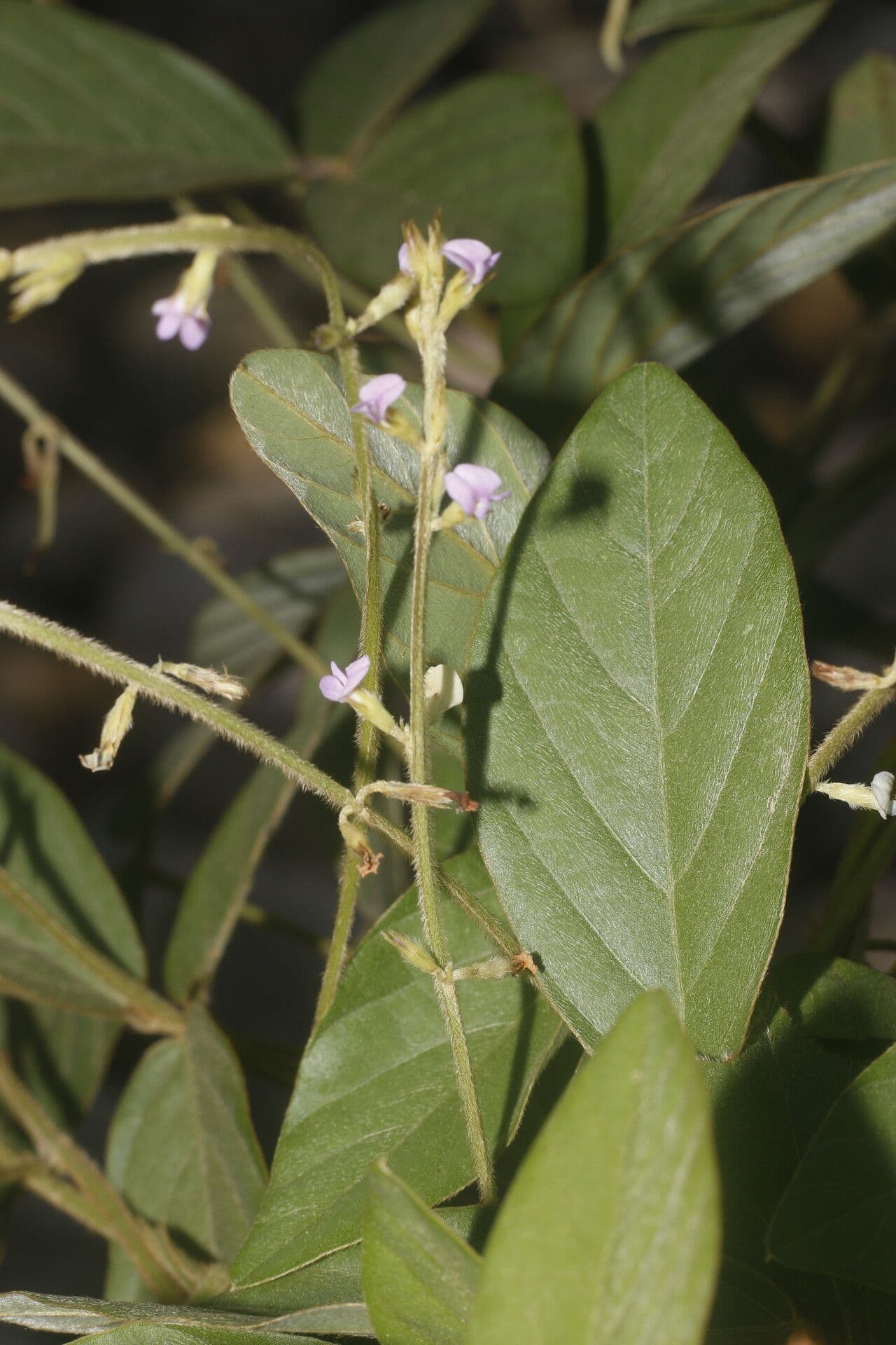 Teramnus uncinatus 5