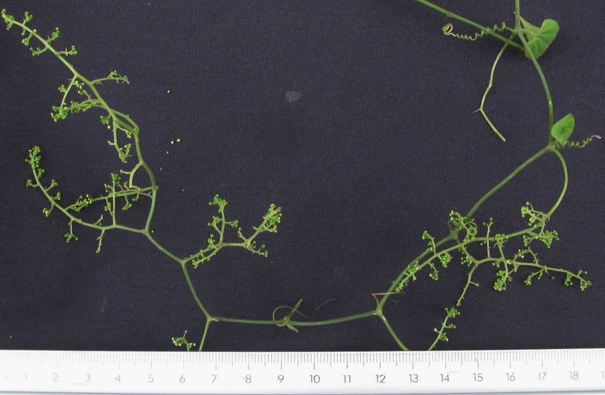Sicydium 3