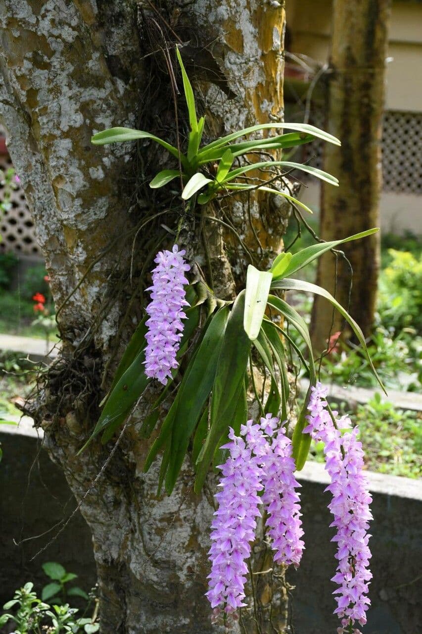 Aerides 3