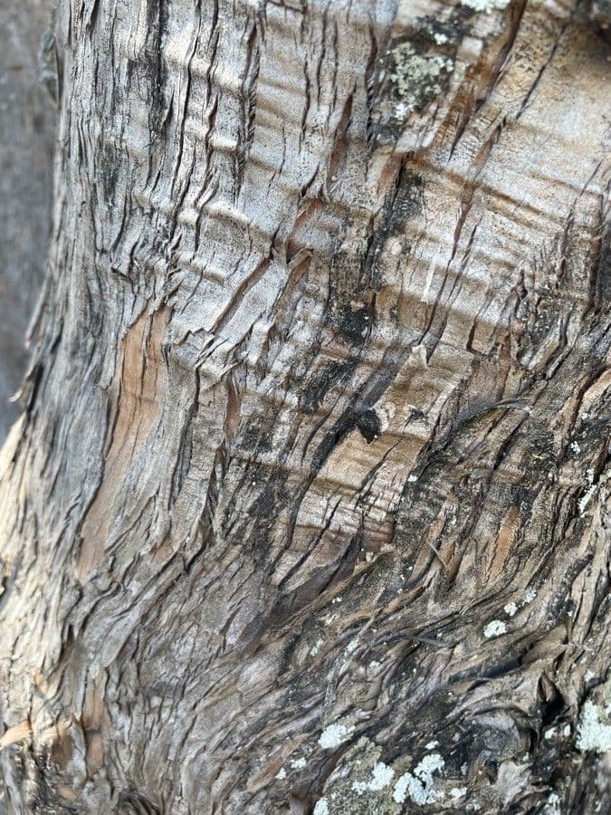 Podocarpus macrophyllus 22
