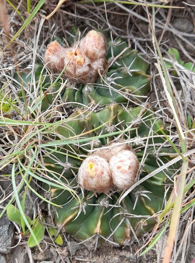 Parodia 5
