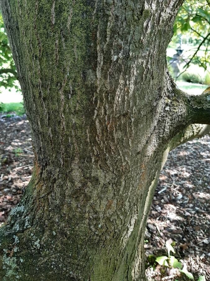 Quercia ilex 2