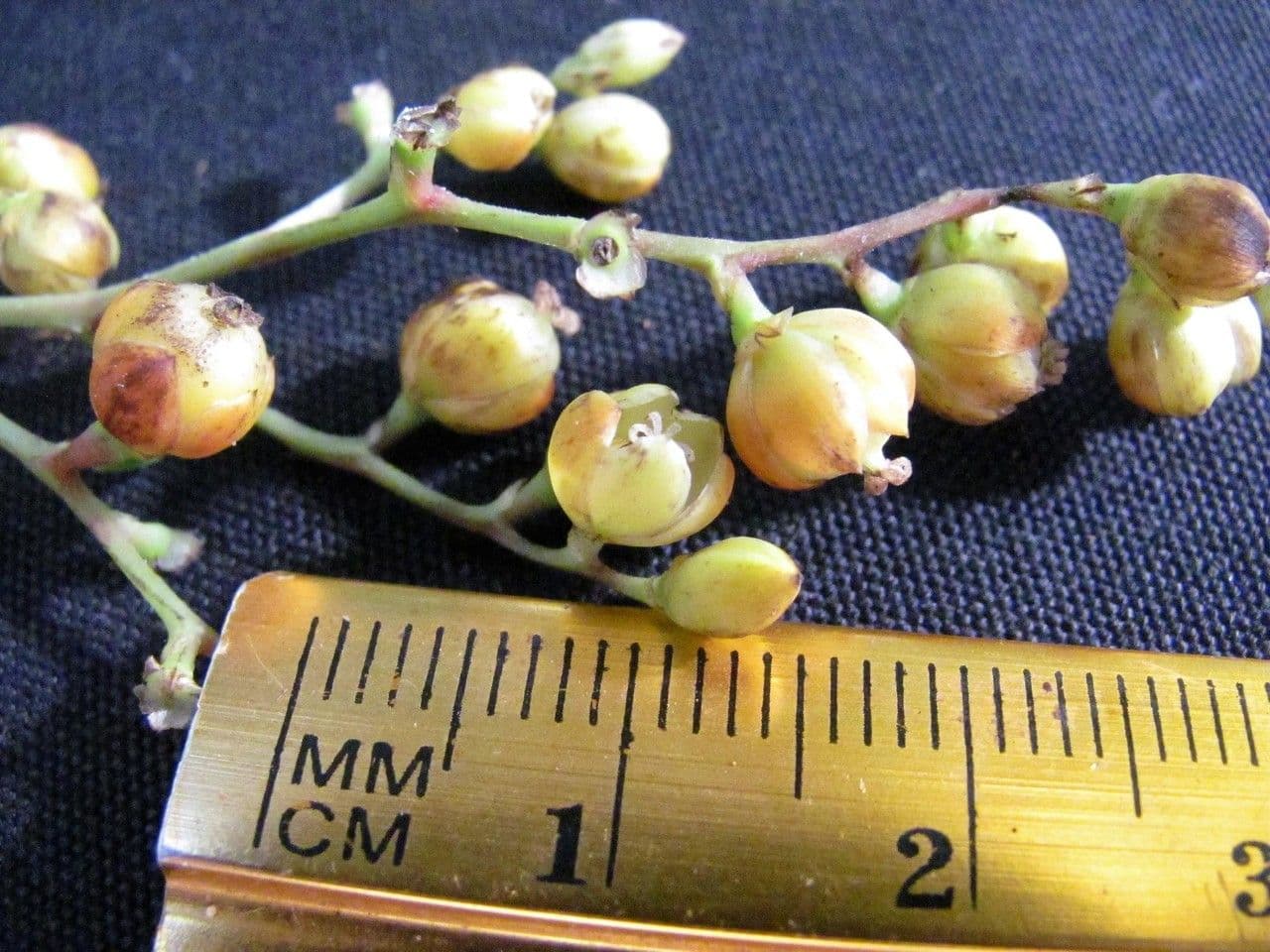 Pleuropetalum 12