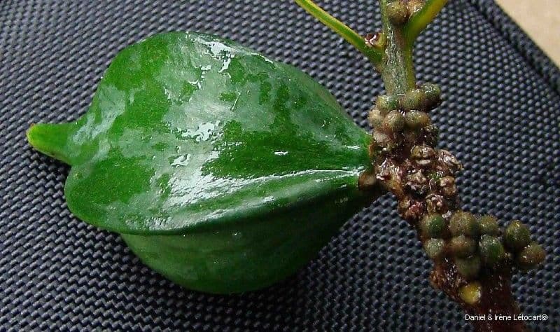 Planchonella 3
