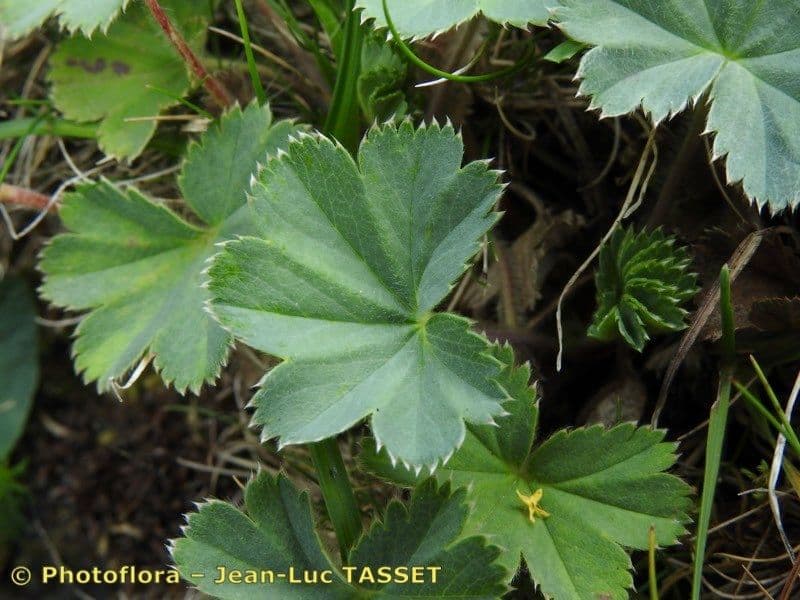 Alchemilla 12