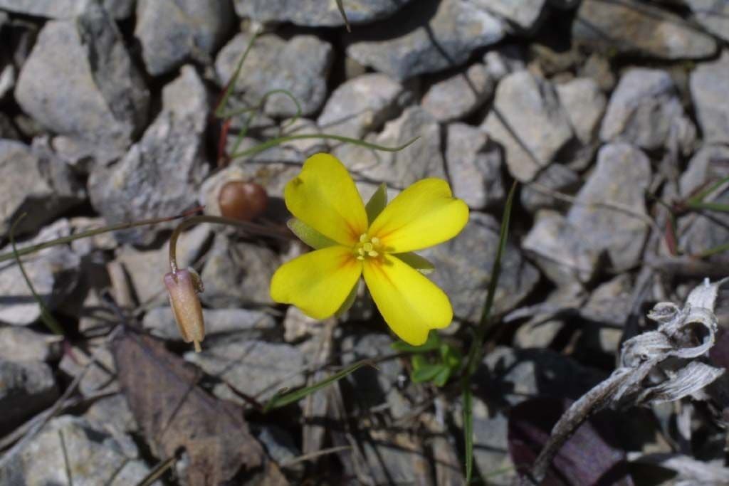 Styloide Glockenblume 9