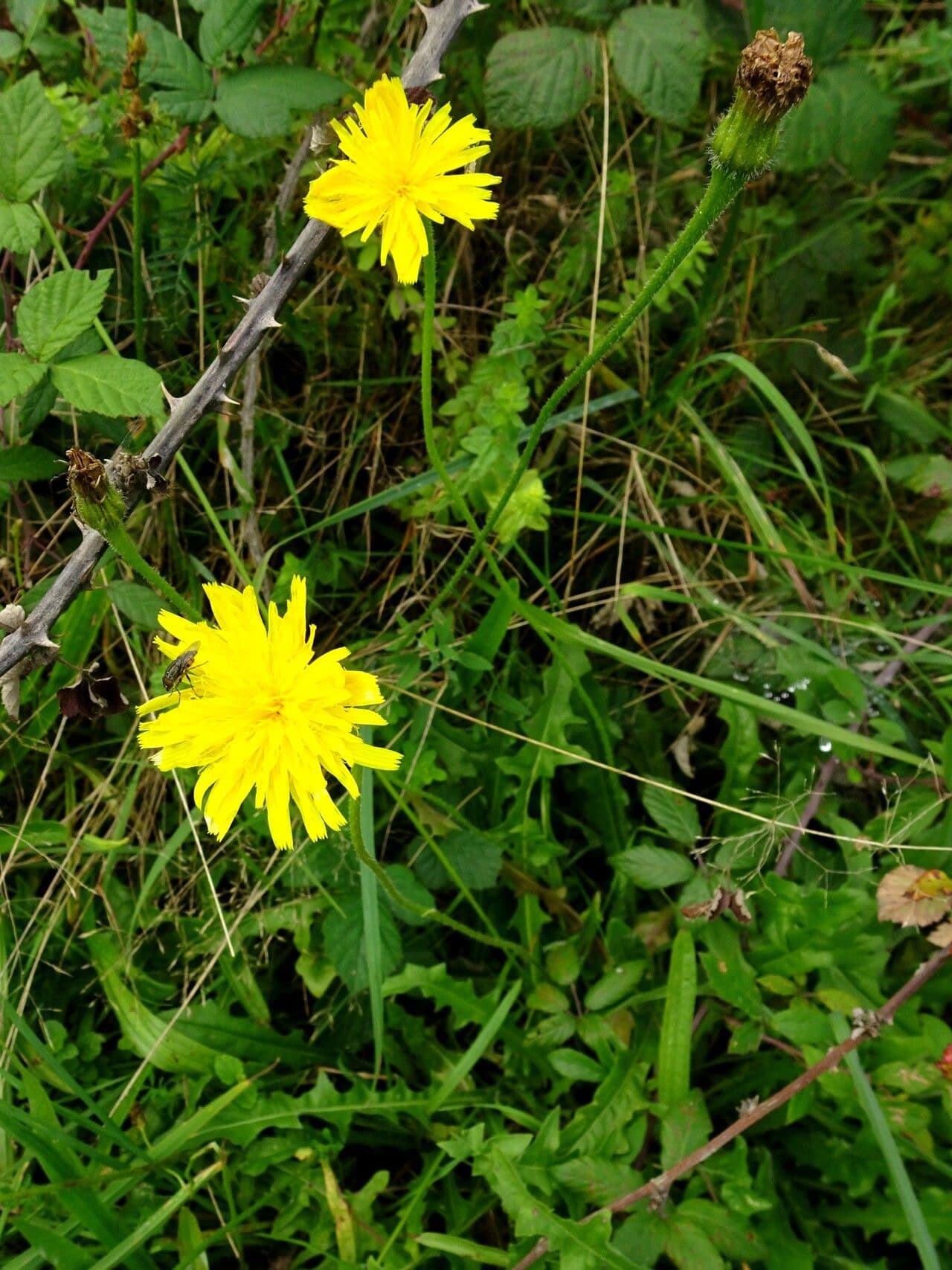 Steifhaariger Löwenzahn 15