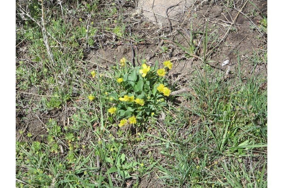 Ranunculus glaberrimus 7
