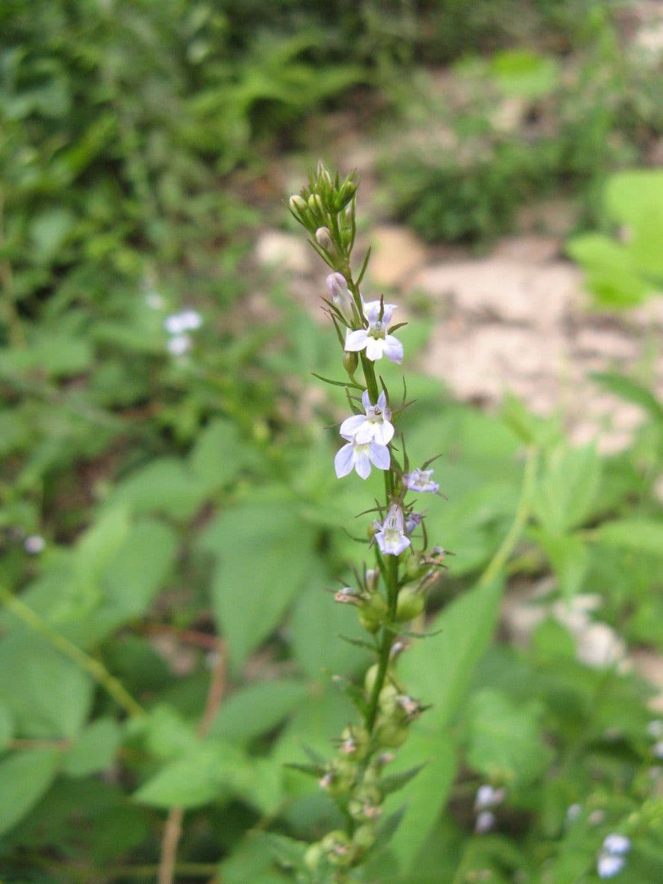 Lobelia 14