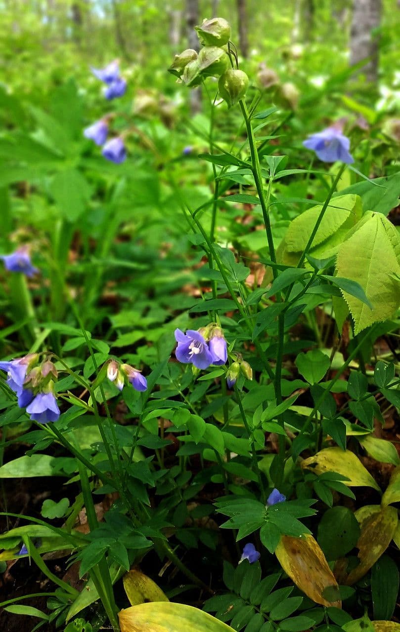 Polemonium reptans 11