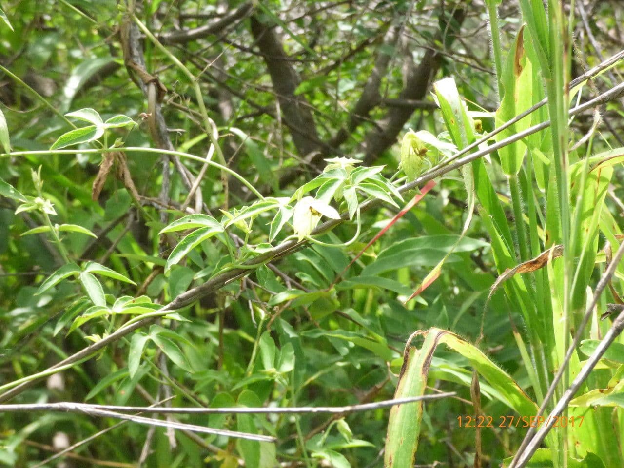 Dalechampia 14