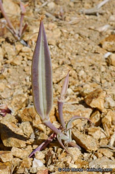 Calochortus di Kennedy 3