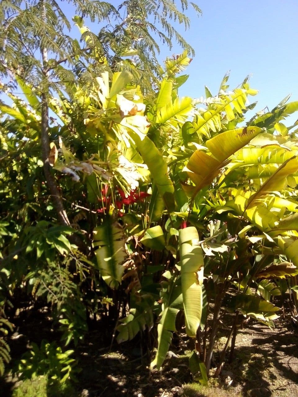 Heliconia eretta 11