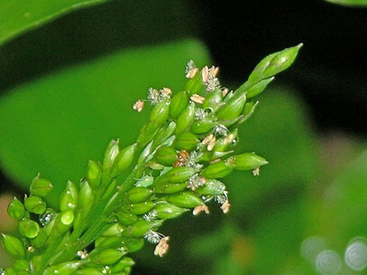Ichnanthus pallens 2