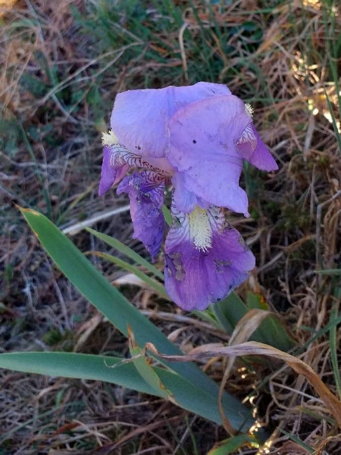 Iris lutescens 6