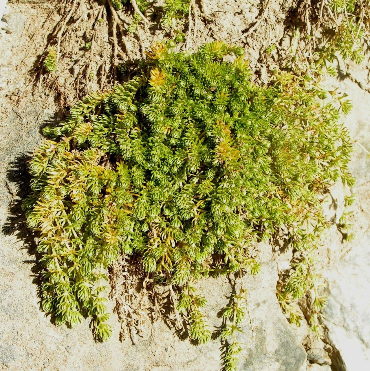 Rubiacea 7