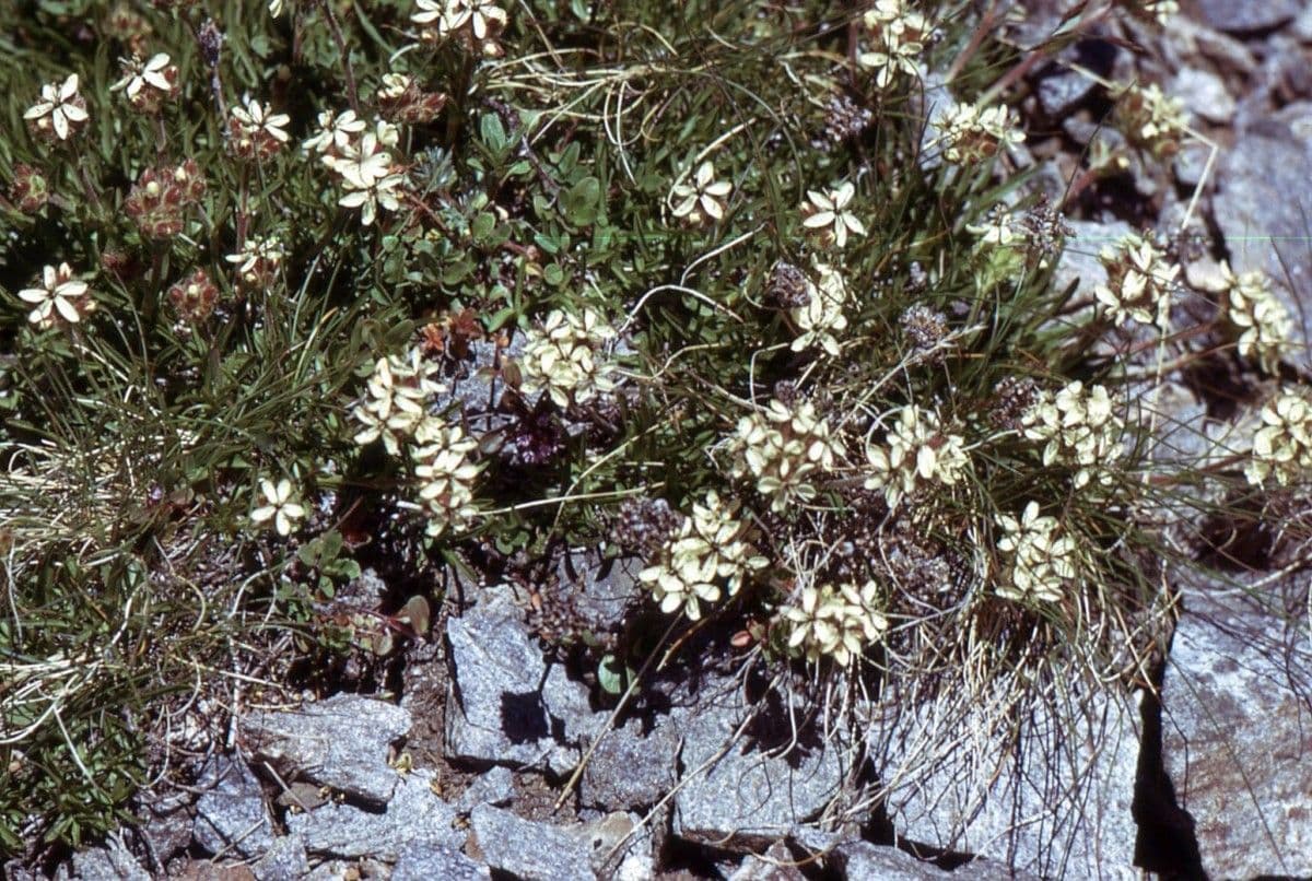 Saponaria gialla 13