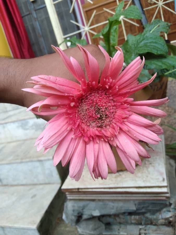 Gerbera 2