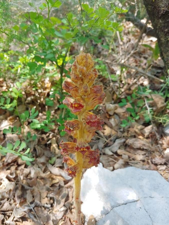 Succiamele gracile 29