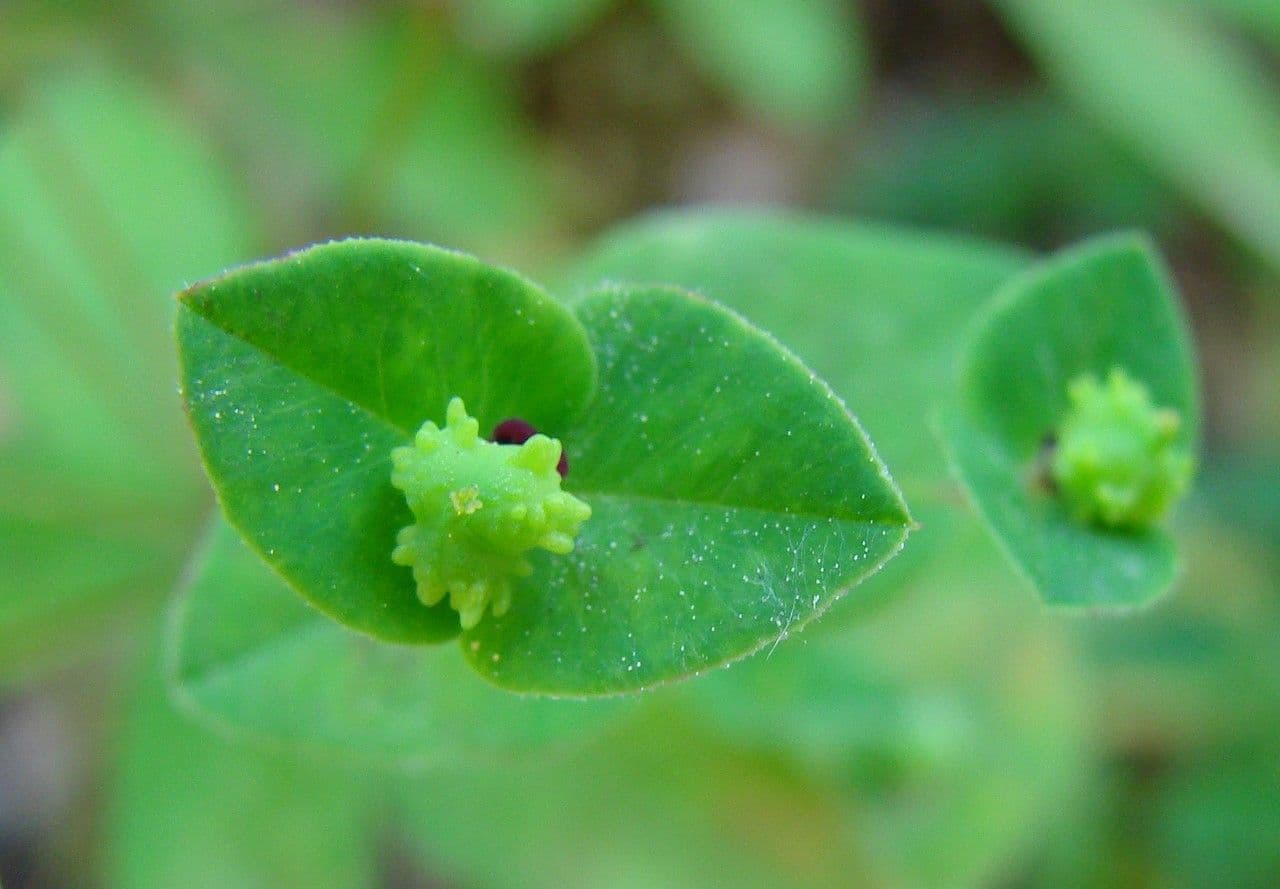 Lechetrezna dulce