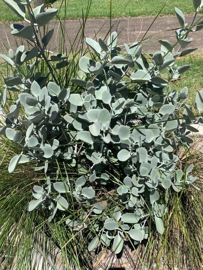 Kalanchoe 4