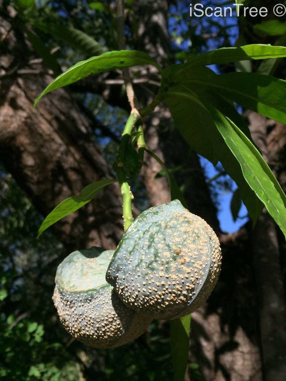 Tabernaemontana 2