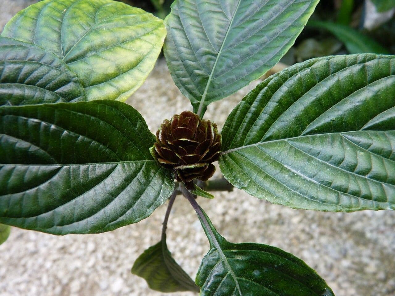 Giustizia carnosa 22
