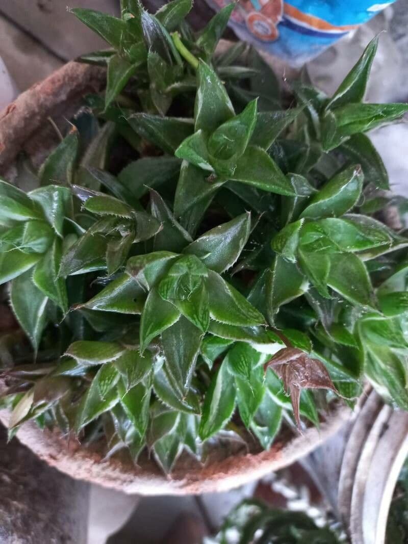 Haworthia