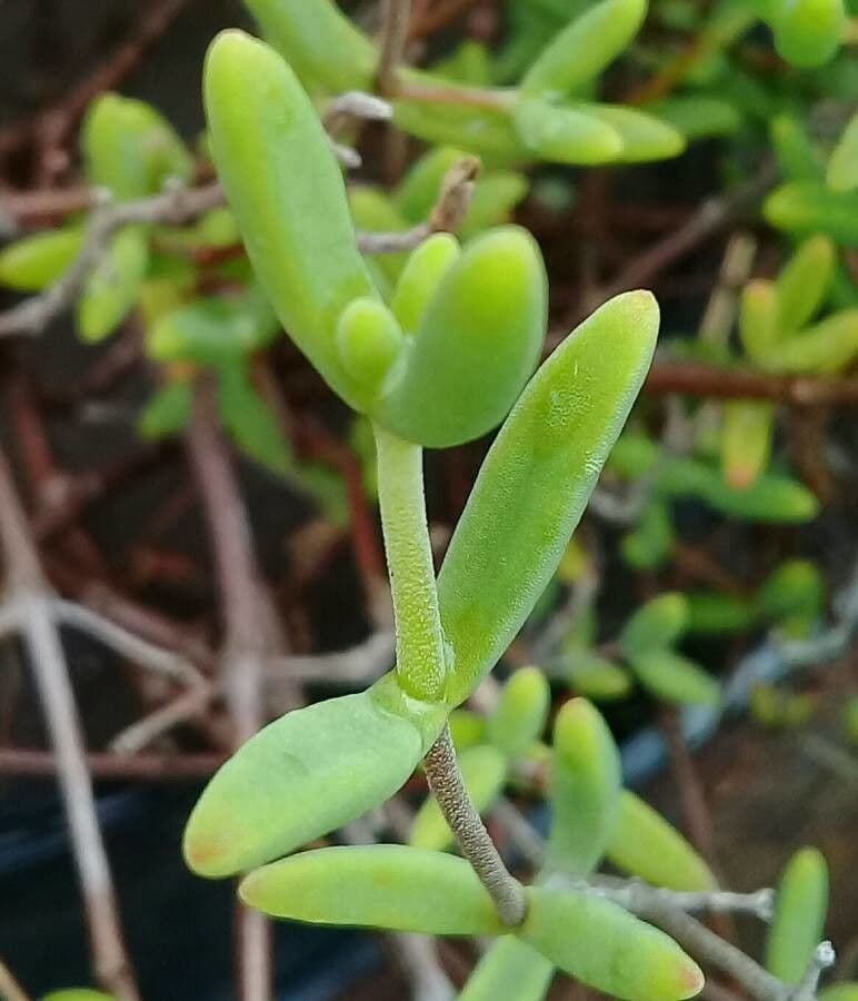 Lampranthe 9