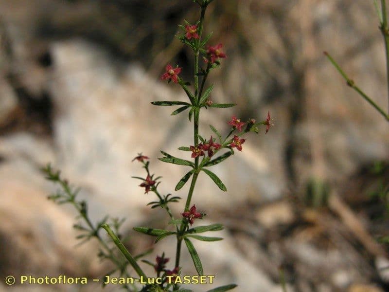 Asperula purpurea 8
